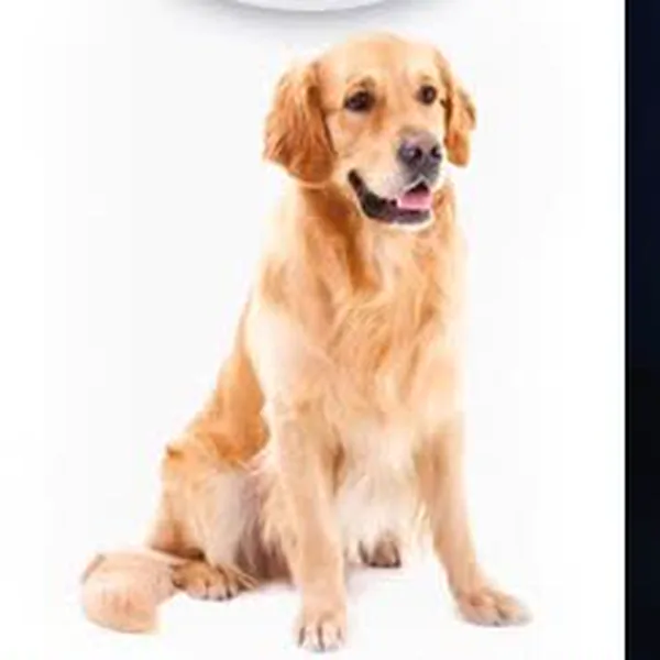 Golden Retriever sitzt und schaut in die Kamera